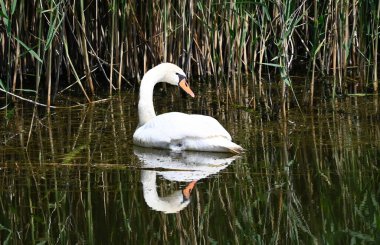Güzel beyaz kuğu yaz günü göl yüzeyinde yüzüyor. 