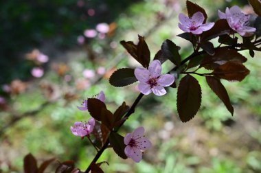 Güzel çiçekli elma ağacı dalları, yakın plan, bahar konsepti.  