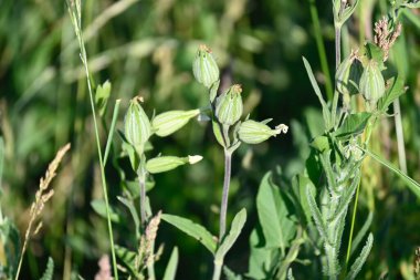 Ağaçtaki yeşil yapraklar