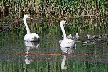 Yavruları olan güzel beyaz kuğular yaz günü göl yüzeyinde yüzerler. 