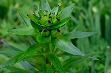 Güneşli yaz gününde bahçede yetişen güzel çiçekler. 