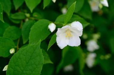 Güneşli yaz gününde bahçede yetişen güzel çiçekler. 