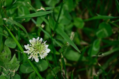 Bahçedeki güzel çiçekler