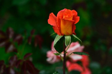 Güneşli yaz gününde bahçede büyüyen güzel bir gül. 