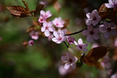 Güzel çiçekli elma ağacı dalları, yakın plan, bahar konsepti.  