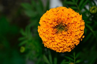 Güneşli yaz gününde bahçede büyüyen güzel kasımpatı. 