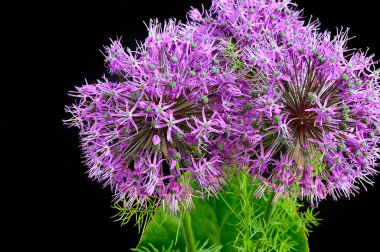 Bahçedeki güzel çiçekler