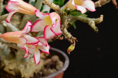 Koyu arkaplanda güzel çiçekler, yaz konsepti, yakın manzara  