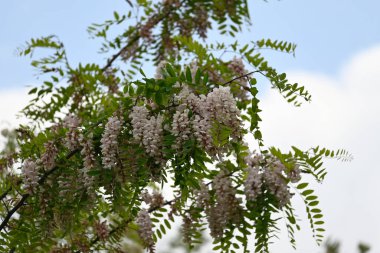 Ağaç dallarında açan güzel çiçeklere yaklaş