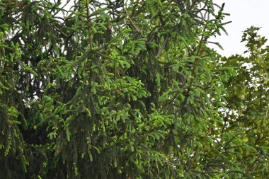 Ağaçtaki yeşil yapraklar