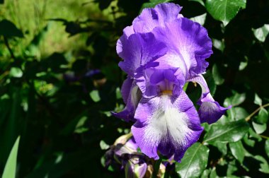 Güneşli yaz gününde bahçede büyüyen güzel göz. 
