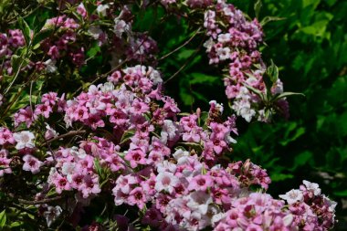 Yaz güneşli bir günde bahçedeki güzel beyaz çiçekleri dölleyen arı. 