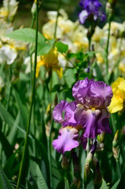Güneşli yaz gününde bahçede büyüyen güzel irisler 