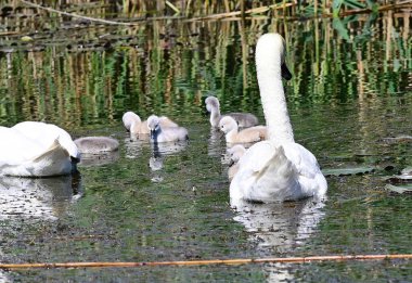 Yavruları olan güzel beyaz kuğular yaz günü göl yüzeyinde yüzerler. 