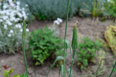 Yaz günü bahçede yeşil bitkiler