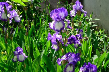 Güneşli yaz gününde bahçede büyüyen güzel irisler 