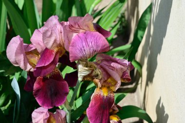 Güneşli yaz gününde bahçede büyüyen güzel irisler 