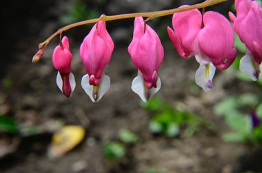 Güneşli yaz gününde bahçede yetişen güzel çiçekler. 