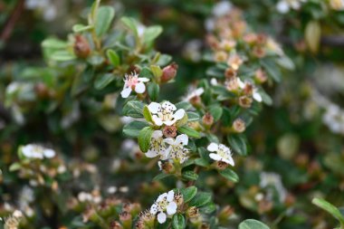 Güneşli yaz gününde bahçede yetişen güzel çiçekler. 