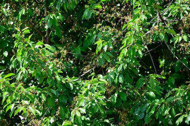 Bahçedeki yeşil bitki yapraklarını kapatın.