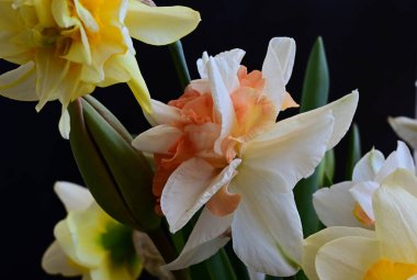 Karanlık arka planda güzel nergisler, yaz konsepti, yakın görüş  