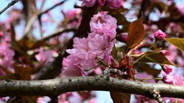 Güzel çiçekli elma ağacı dalları, yakın plan, bahar konsepti.  