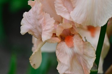 Güneşli yaz gününde bahçede büyüyen güzel irisler 