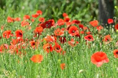 Güneşli yaz gününde çayırlarda yetişen güzel kırmızı gelincikler. 