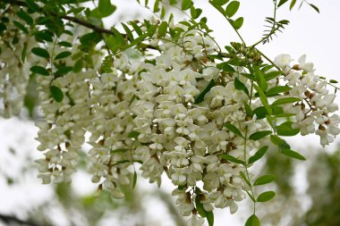 Güneşli yaz gününde bahçede yetişen güzel çiçekler. 
