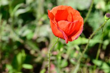 Güneşli yaz gününde çayırda yetişen güzel kırmızı gelincik çiçeği. 