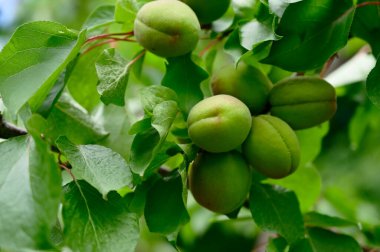 Açık havada yetişen olgun kayısıları olan ağaç, yaz konsepti, yakın görüş.  