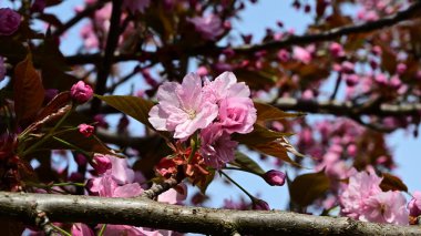 Güzel çiçekli elma ağacı dalları, yakın plan, bahar konsepti.  