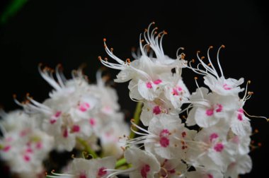 Koyu arkaplanda güzel çiçekler, yaz konsepti, yakın manzara  
