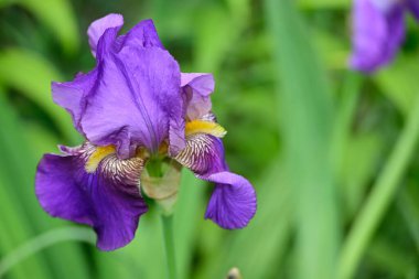 Güneşli yaz gününde bahçede büyüyen güzel göz. 