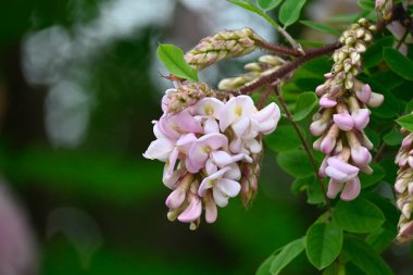 Yazın çiçek açan ağaç.