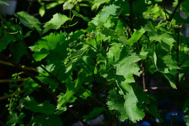 Yaz günü bahçede yeşil bitkiler