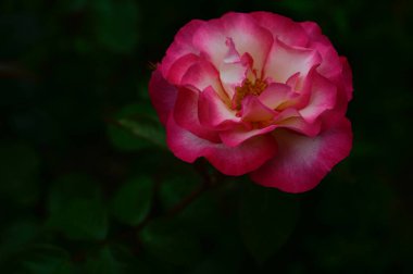 Güneşli yaz gününde bahçede büyüyen güzel bir gül. 