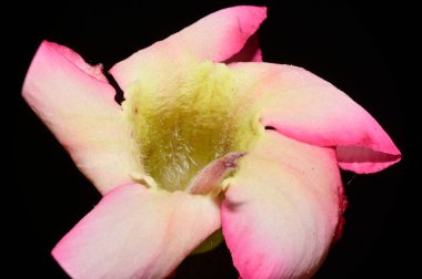 Koyu arkaplanda güzel bir çiçek, yaz konsepti, yakın görüş  