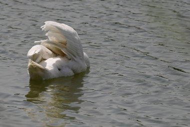 Güzel beyaz kuğu yaz günü göl yüzeyinde yüzüyor. 