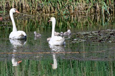 Yavruları olan güzel beyaz kuğular yaz günü göl yüzeyinde yüzerler. 