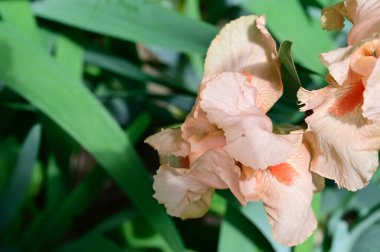 Güneşli yaz gününde bahçede büyüyen güzel irisler 