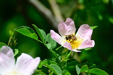 Bahçedeki güzel çiçekler