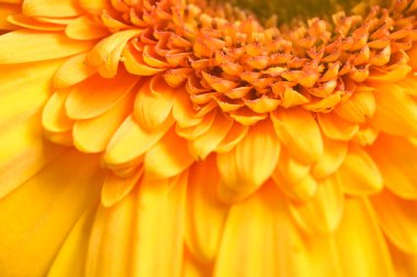 Karanlık arka planda güzel Gerbera çiçeği, yaz konsepti, yakın görüş  