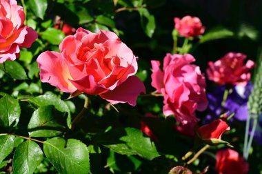 Güneşli yaz gününde bahçede büyüyen güzel güller. 