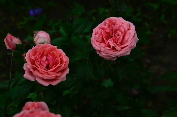 Krásné Růže Rostoucí Zahradě Létě Slunečný Den — Stock fotografie