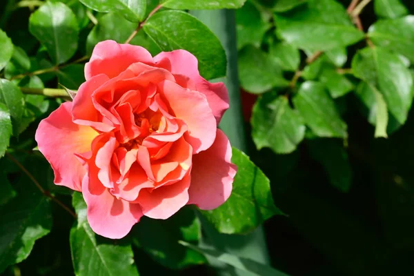 Bela Rosa Crescendo Jardim Verão Dia Ensolarado — Fotografia de Stock