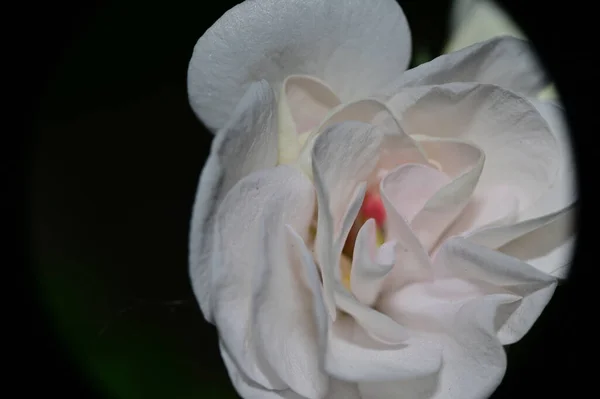 Hermosa Flor Sobre Fondo Oscuro Concepto Verano Vista Cercana — Foto de Stock