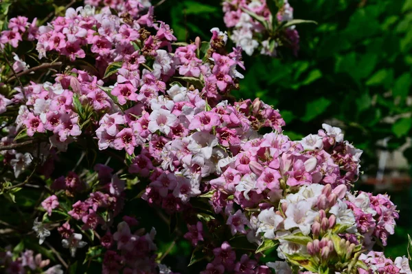 ミツバチは夏の晴れた日に庭で美しい白い花を受粉させ — ストック写真