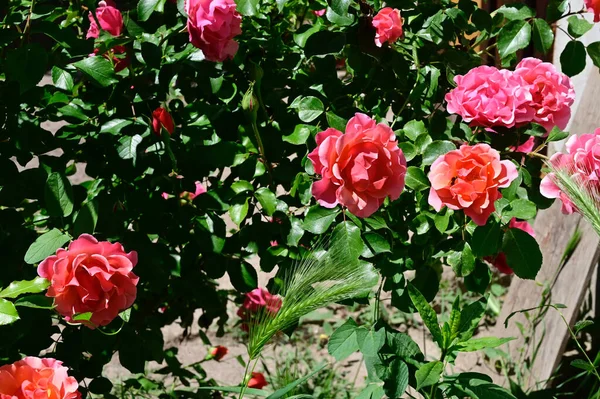 Belas Rosas Crescendo Jardim Verão Dia Ensolarado — Fotografia de Stock