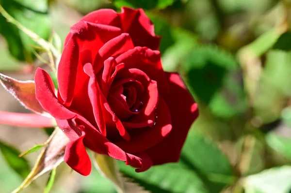 Bela Rosa Crescendo Jardim Verão Dia Ensolarado — Fotografia de Stock